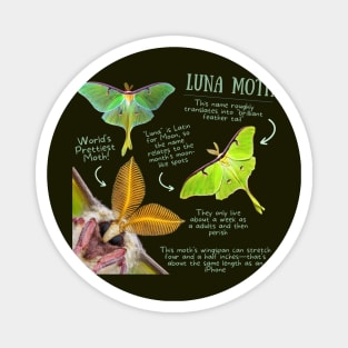 Animal Facts - Luna Moth Magnet